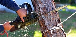 Best Tree Cabling and Bracing  in Fredericksburg, PA