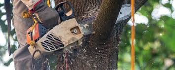 Best Tree Disease Treatment  in Fredericksburg, PA