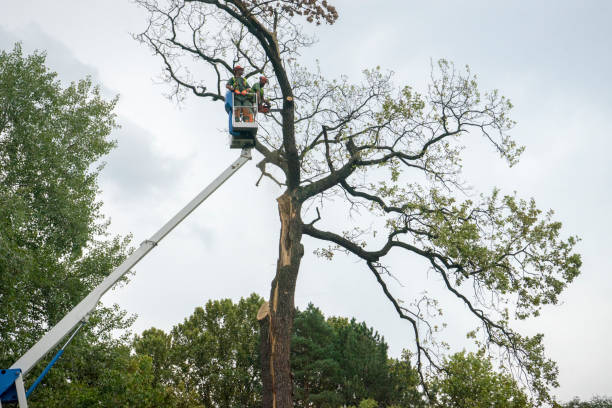 Fredericksburg, PA Tree Services Company